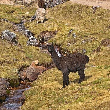 lares trek