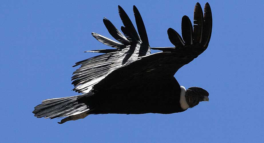 Day 8: COLCA CANYON / CONDOR CROSS  / PUNO